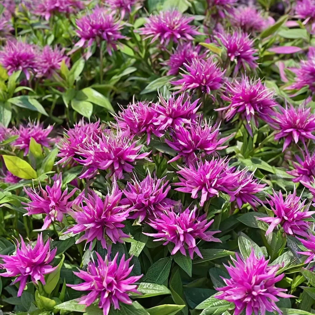 Balmy Lilac Bee Balm