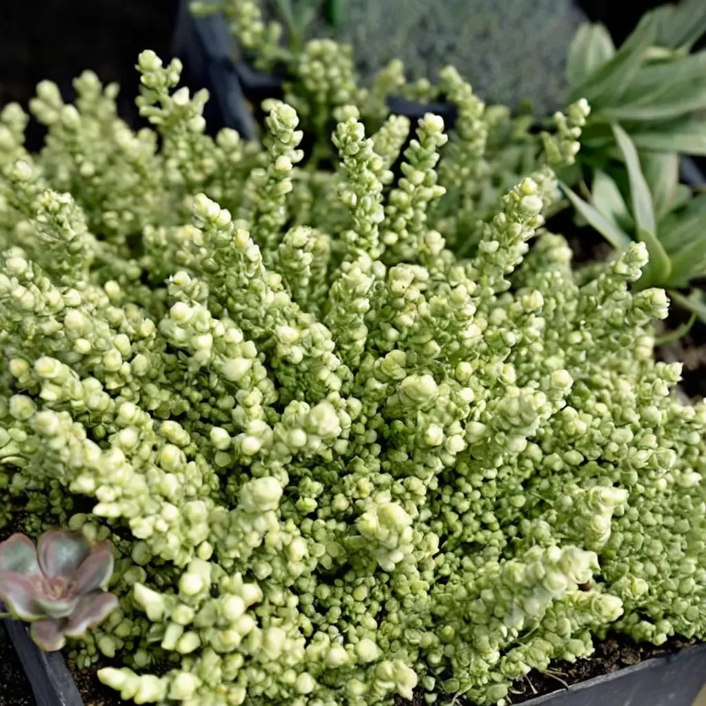 Elegans Stonecrop