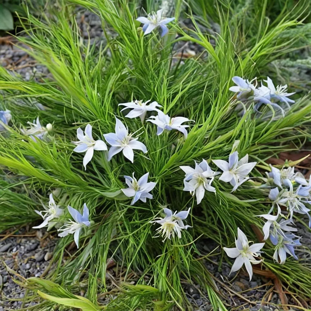 Blue Amsonia Georgia Pancake