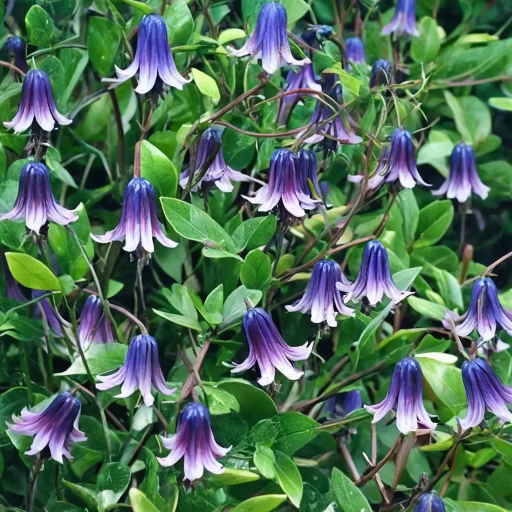 Roguchi Clematis