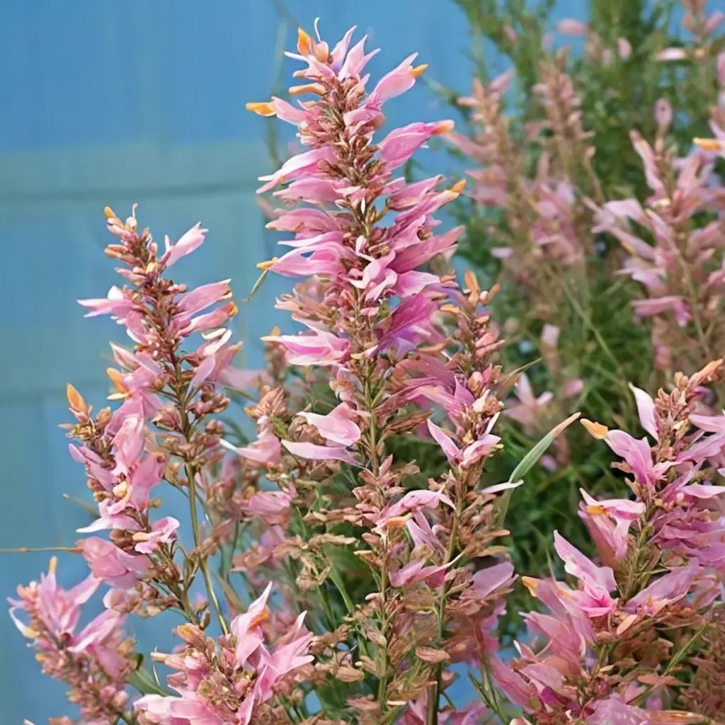 Sunrise Salmon Pink Hyssop