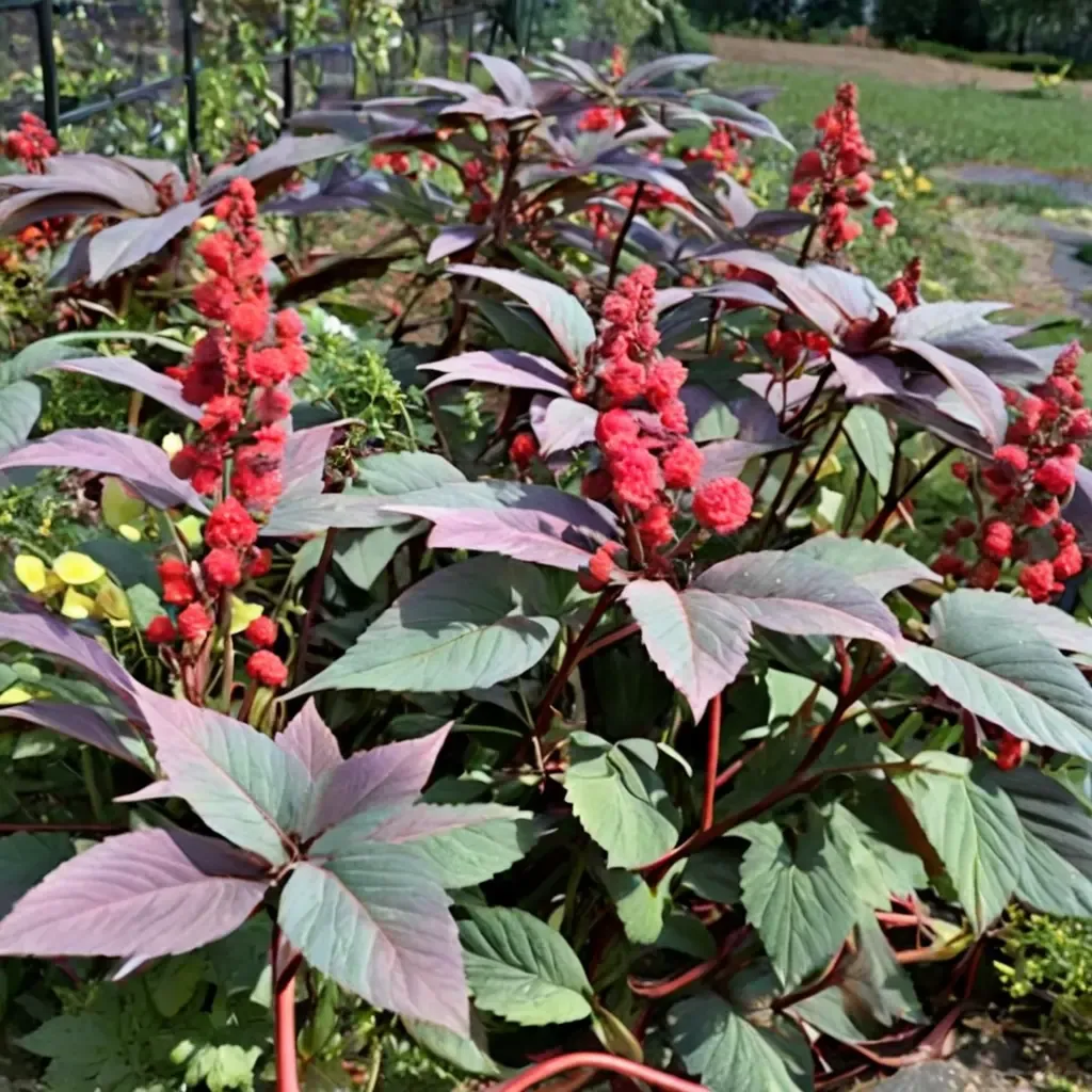 Carmencita Castor Bean