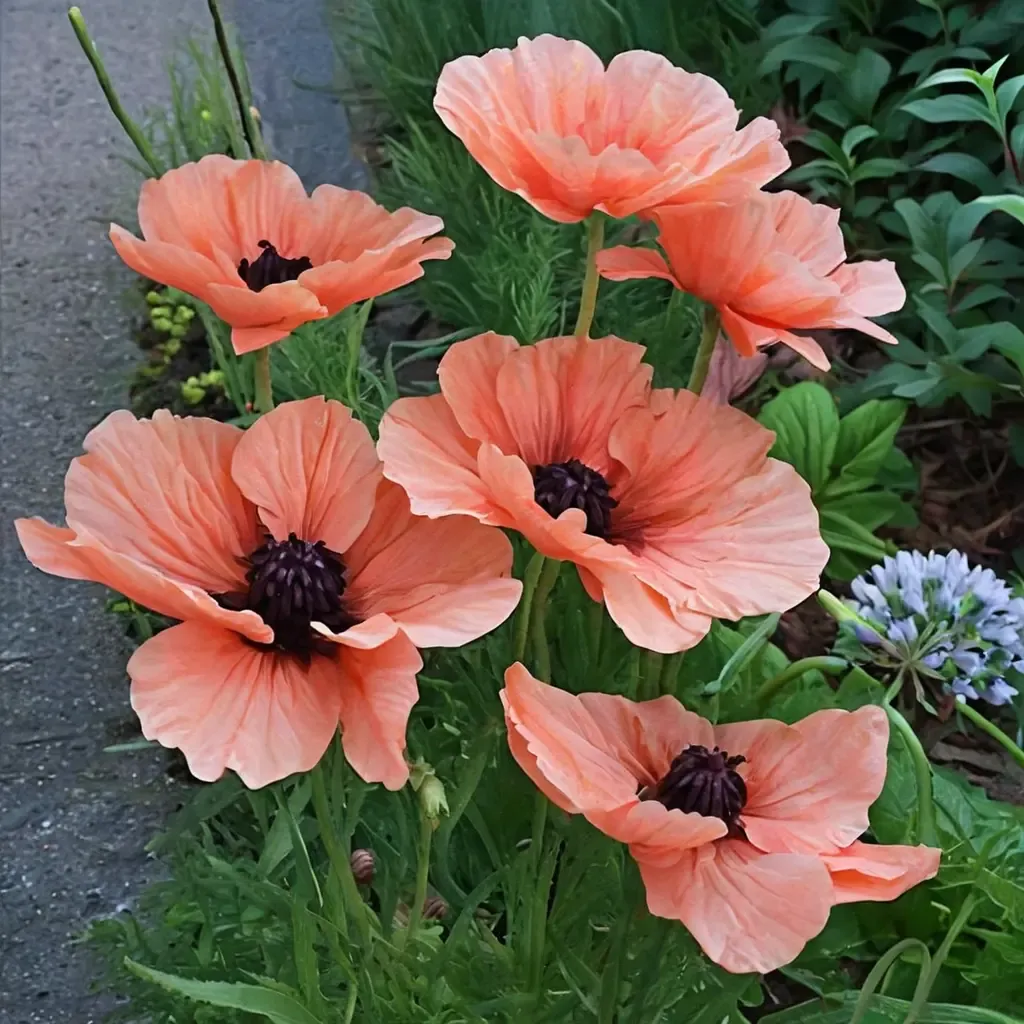 Oriental Poppy 'Prinzessin Victoria Louise'