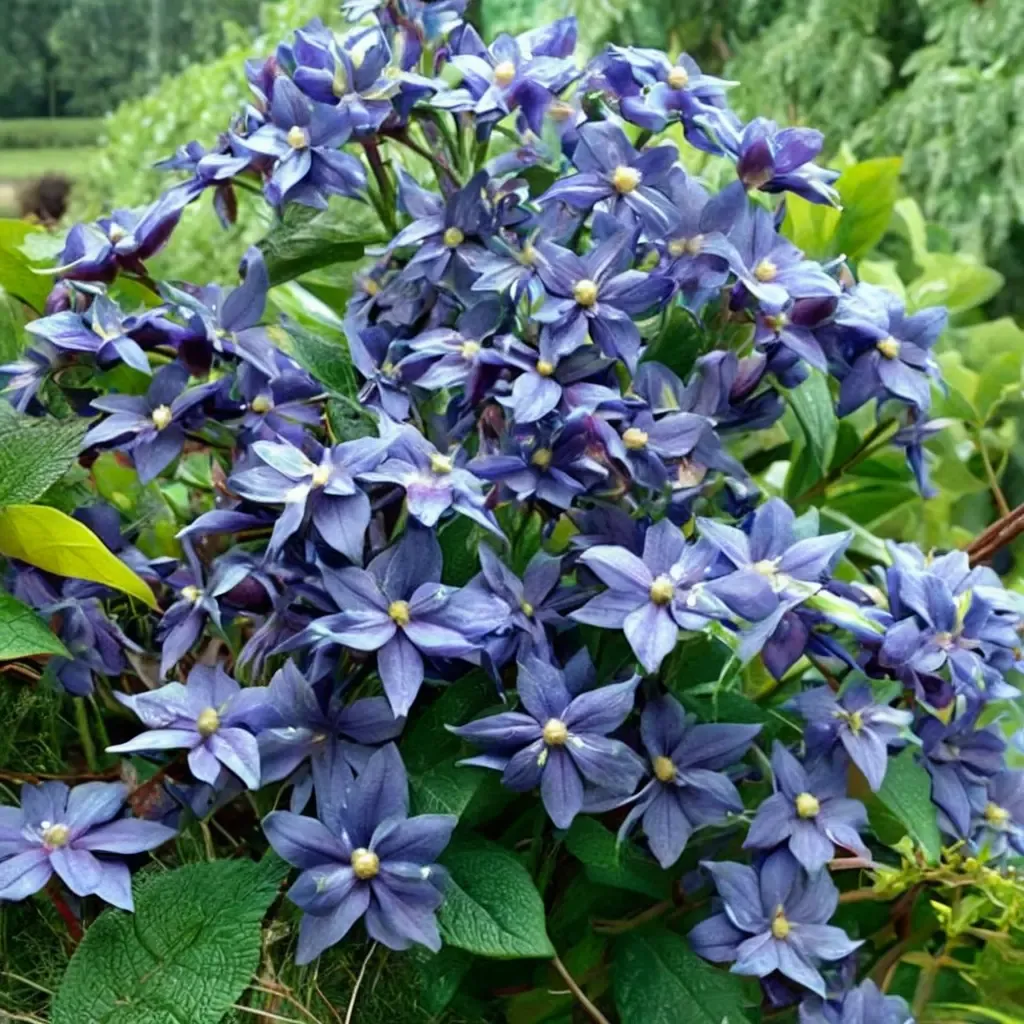 Durand's Clematis