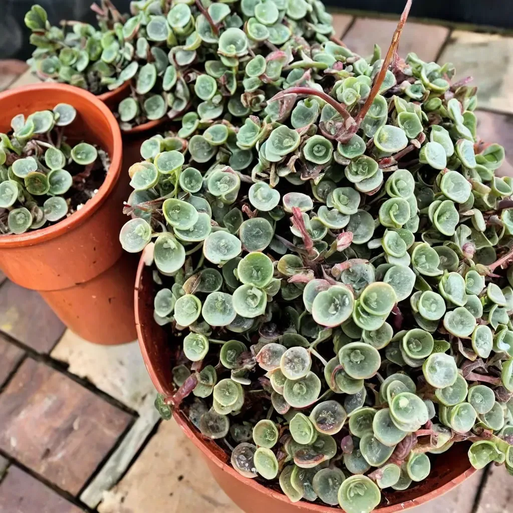 Blue Spruce Stonecrop
