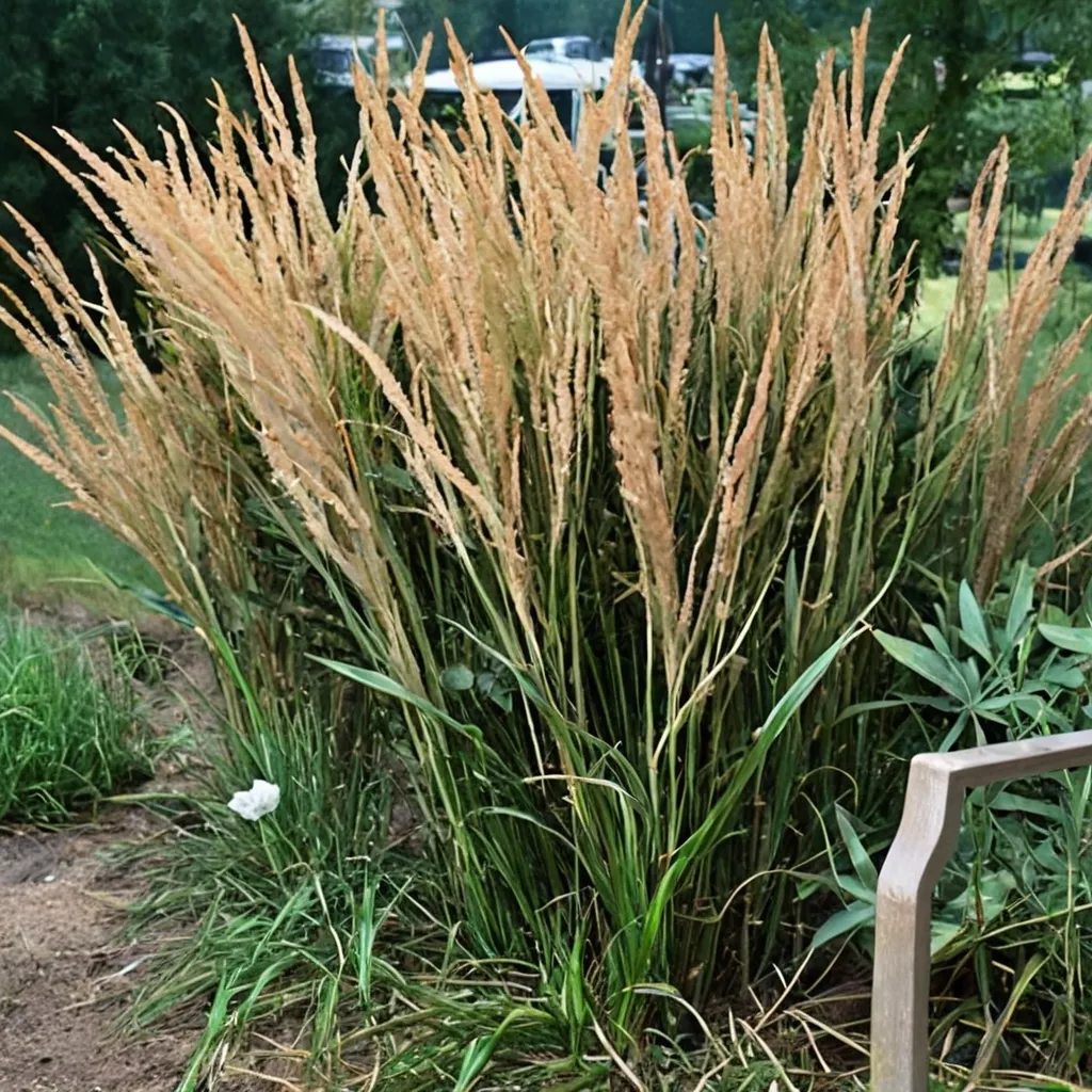 Feather Reed Grass