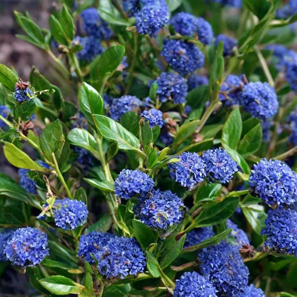 Concha California Lilac