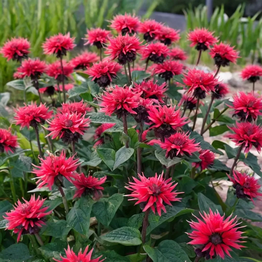Bee Balm