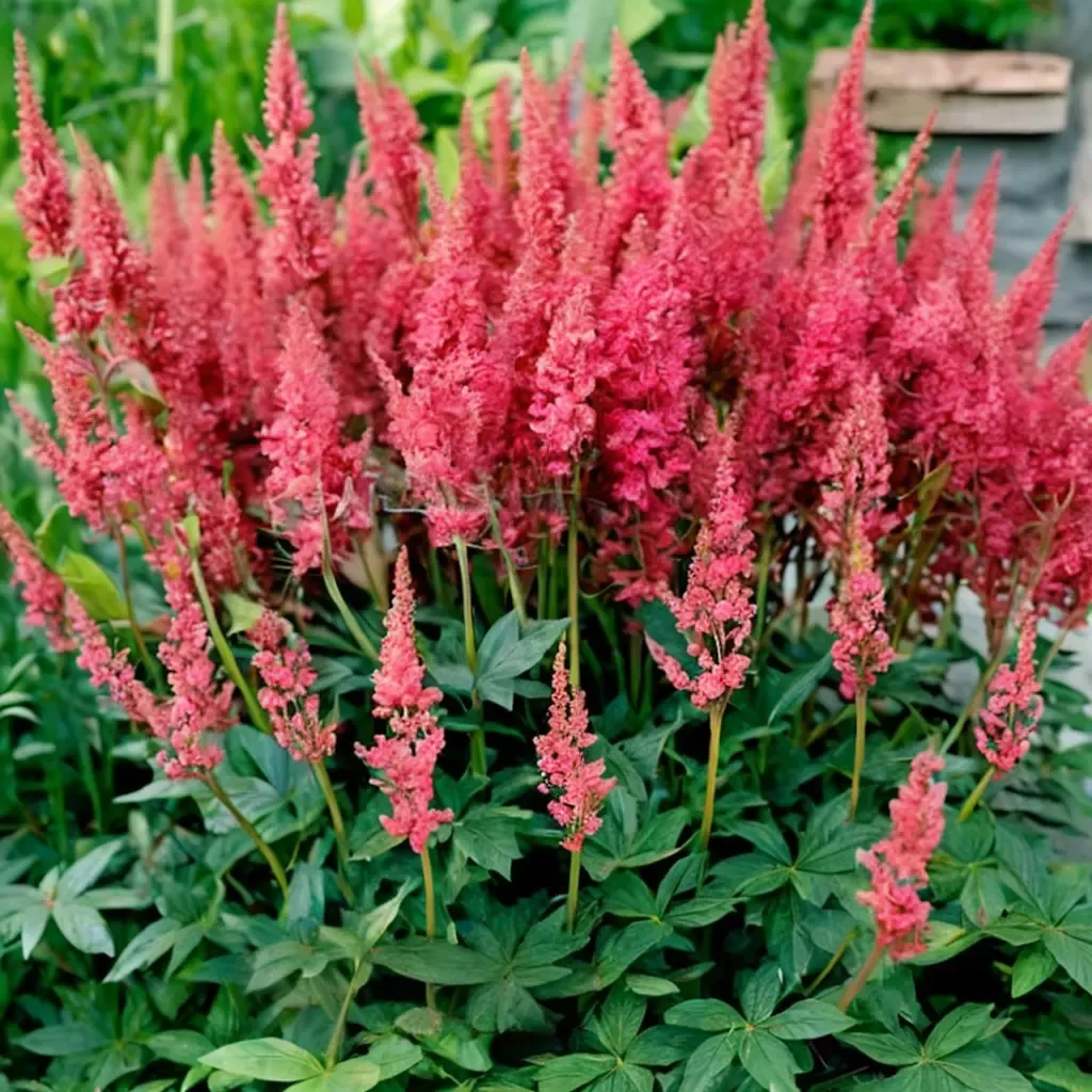 Montgomery Astilbe Astilbe Montgomery
