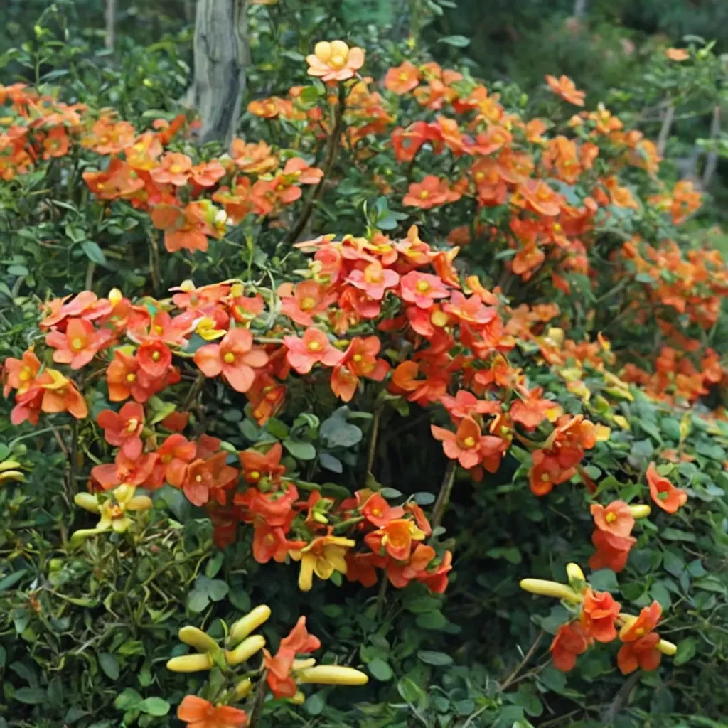 Marmalade Bush