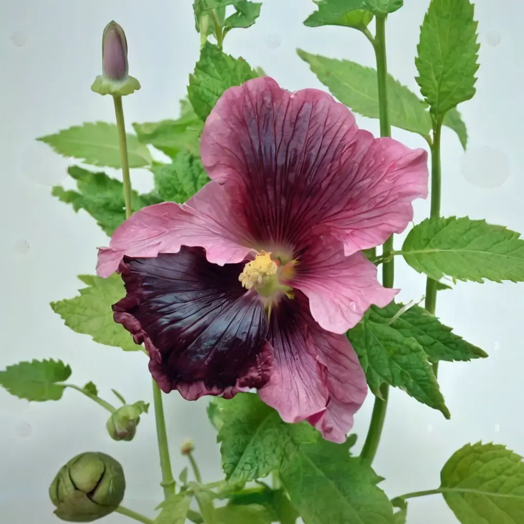 Hollyhock