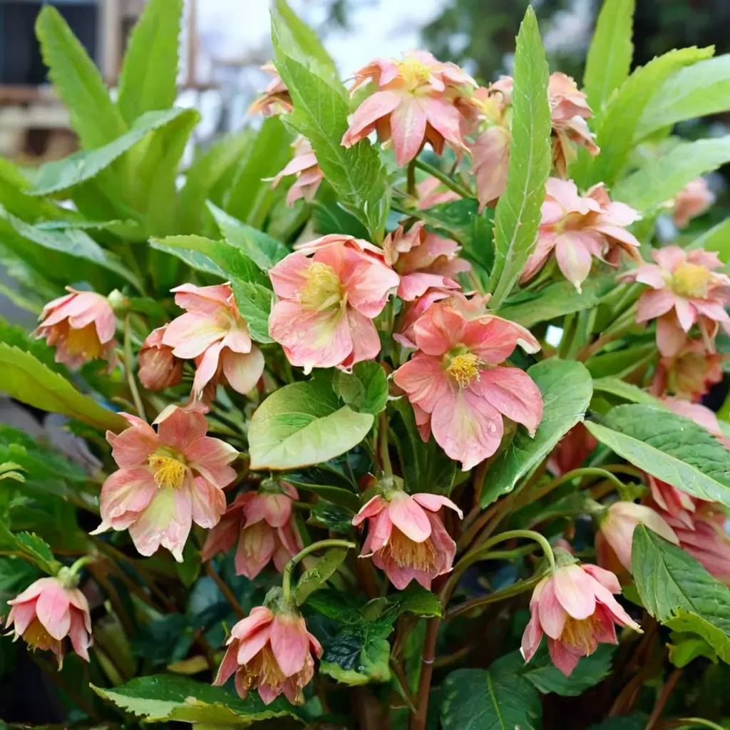 Double Peach Blush Lenten Rose