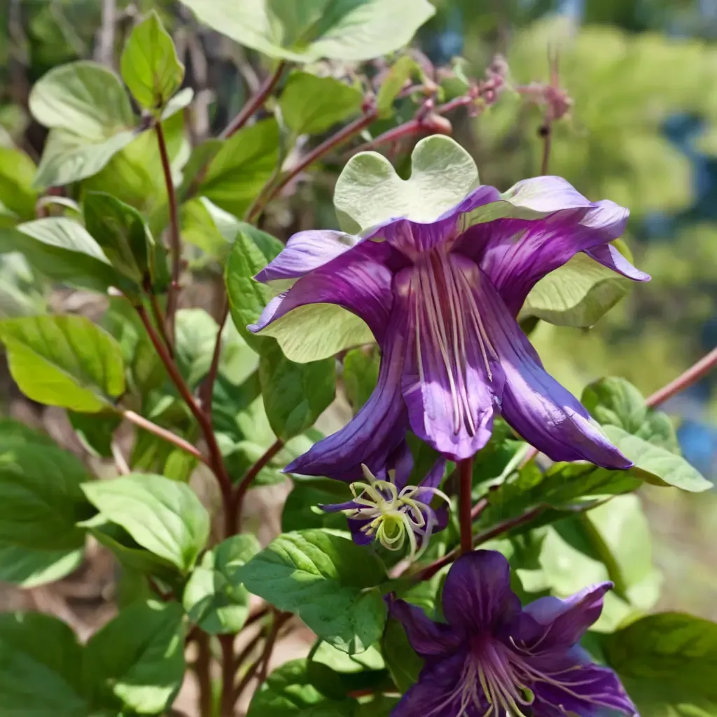 Cup-and-saucer Vine