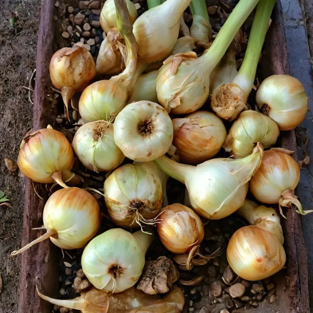 Cipollini Onion