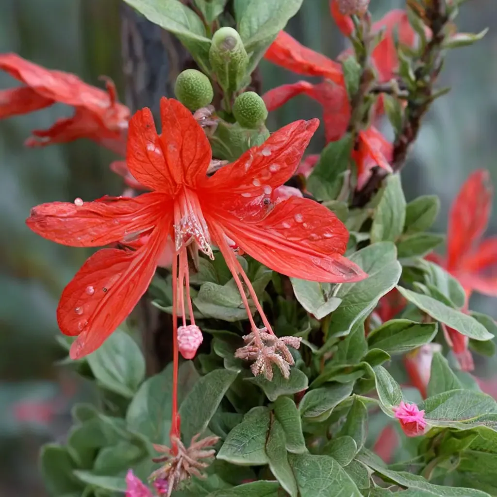 California Fuchsia