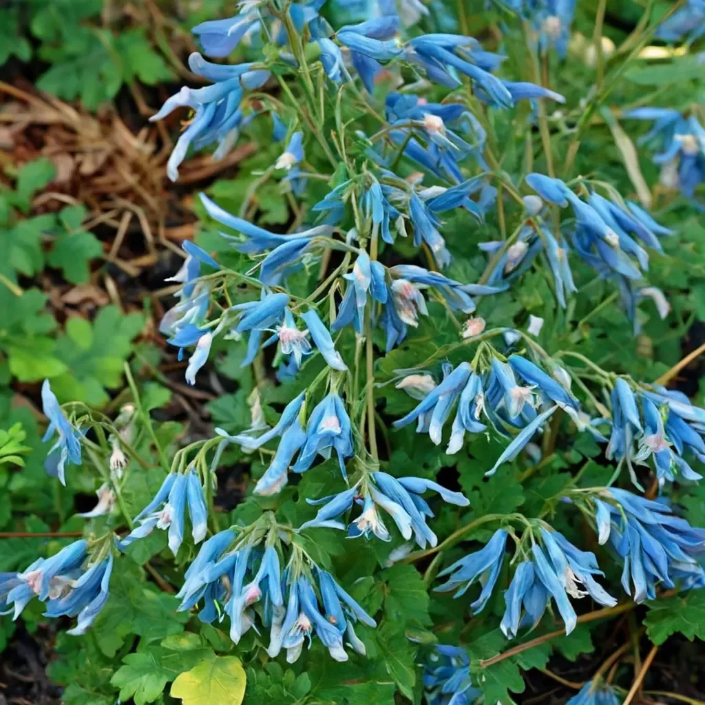 Blue Panda Corydalis