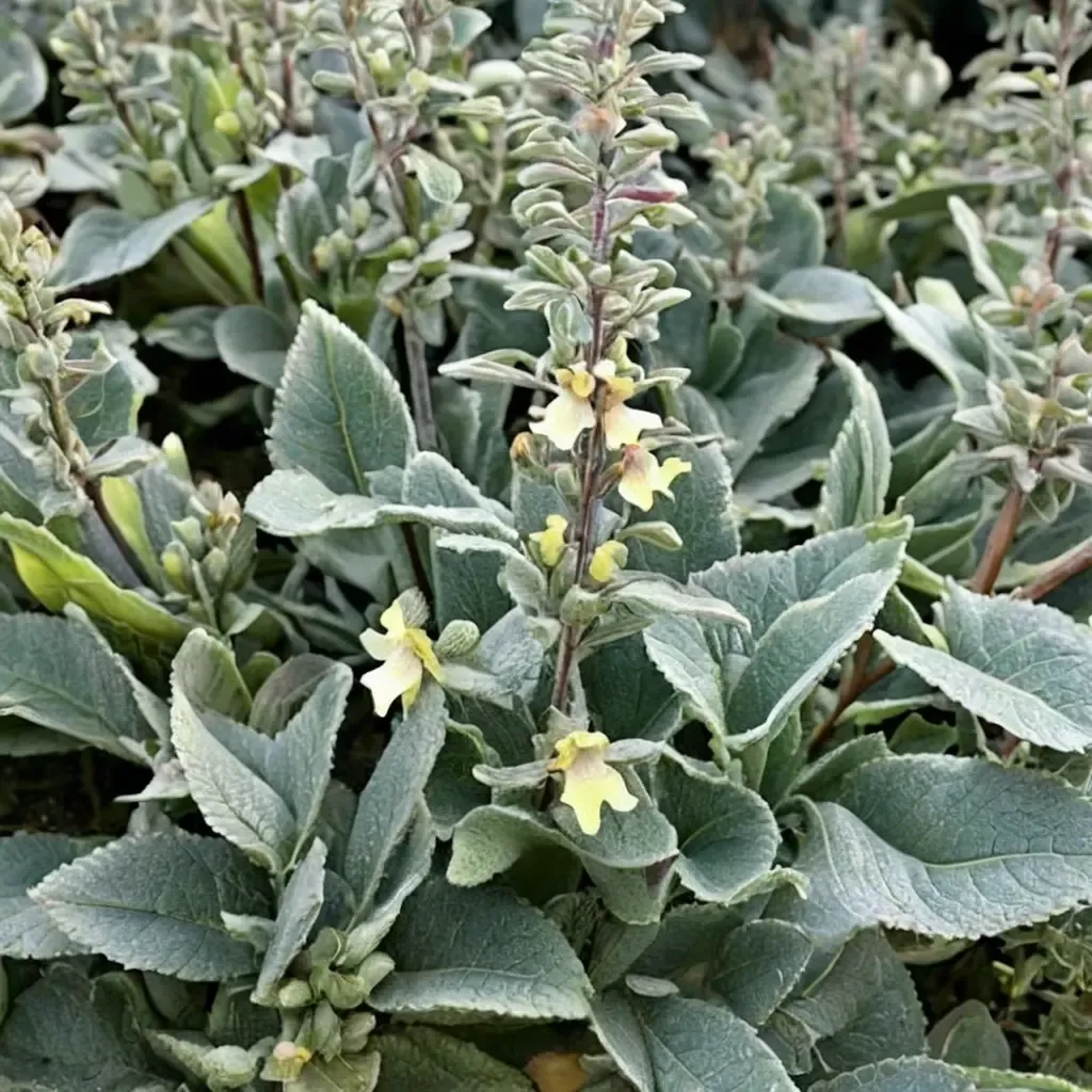 Golden Hedge Nettle