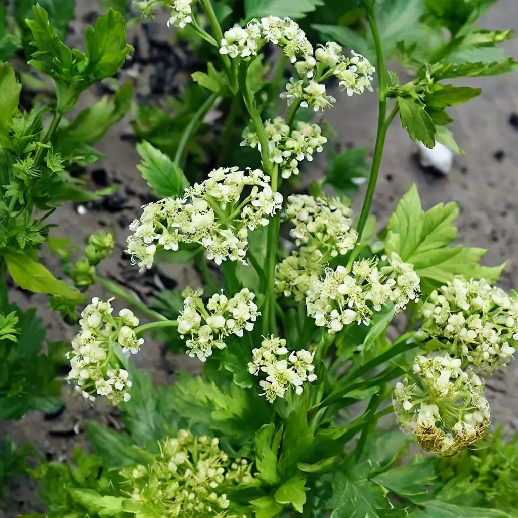 Celery