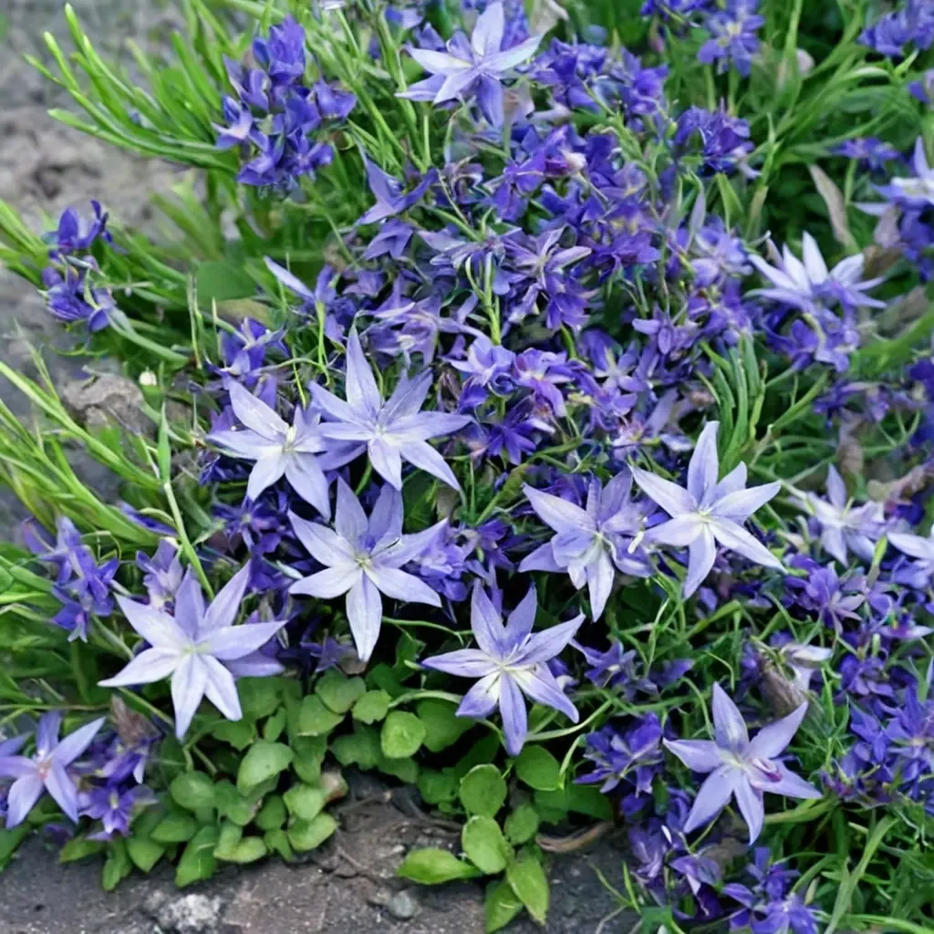 Serbian Bellflower