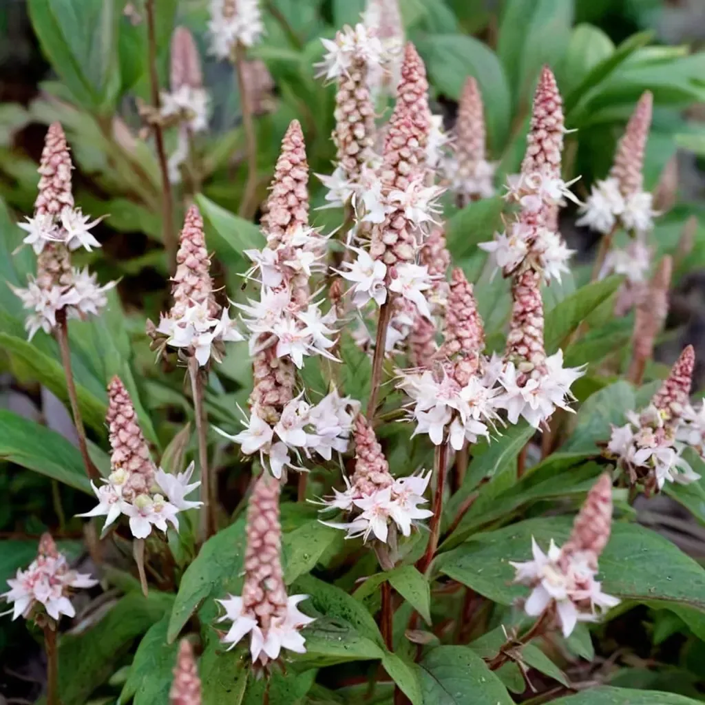 Pink Skyrocket Beardtongue