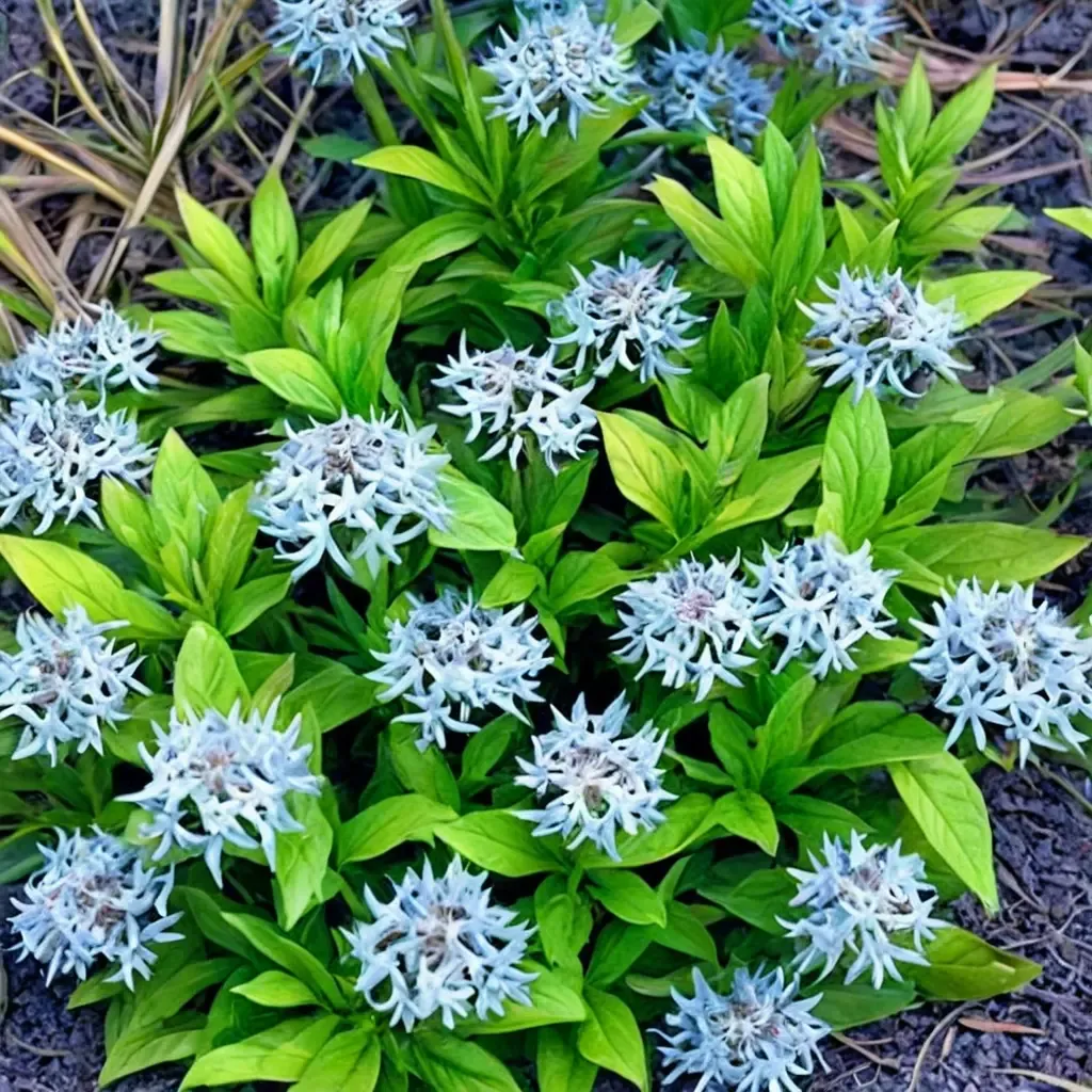 Short Stack Amsonia Short Stack Blue Star