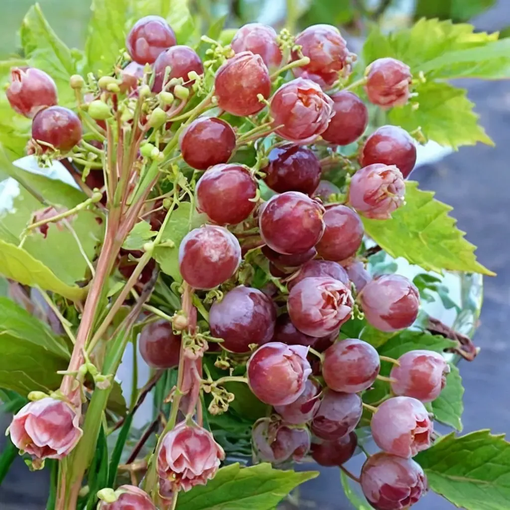 Emeryville Pink Grape