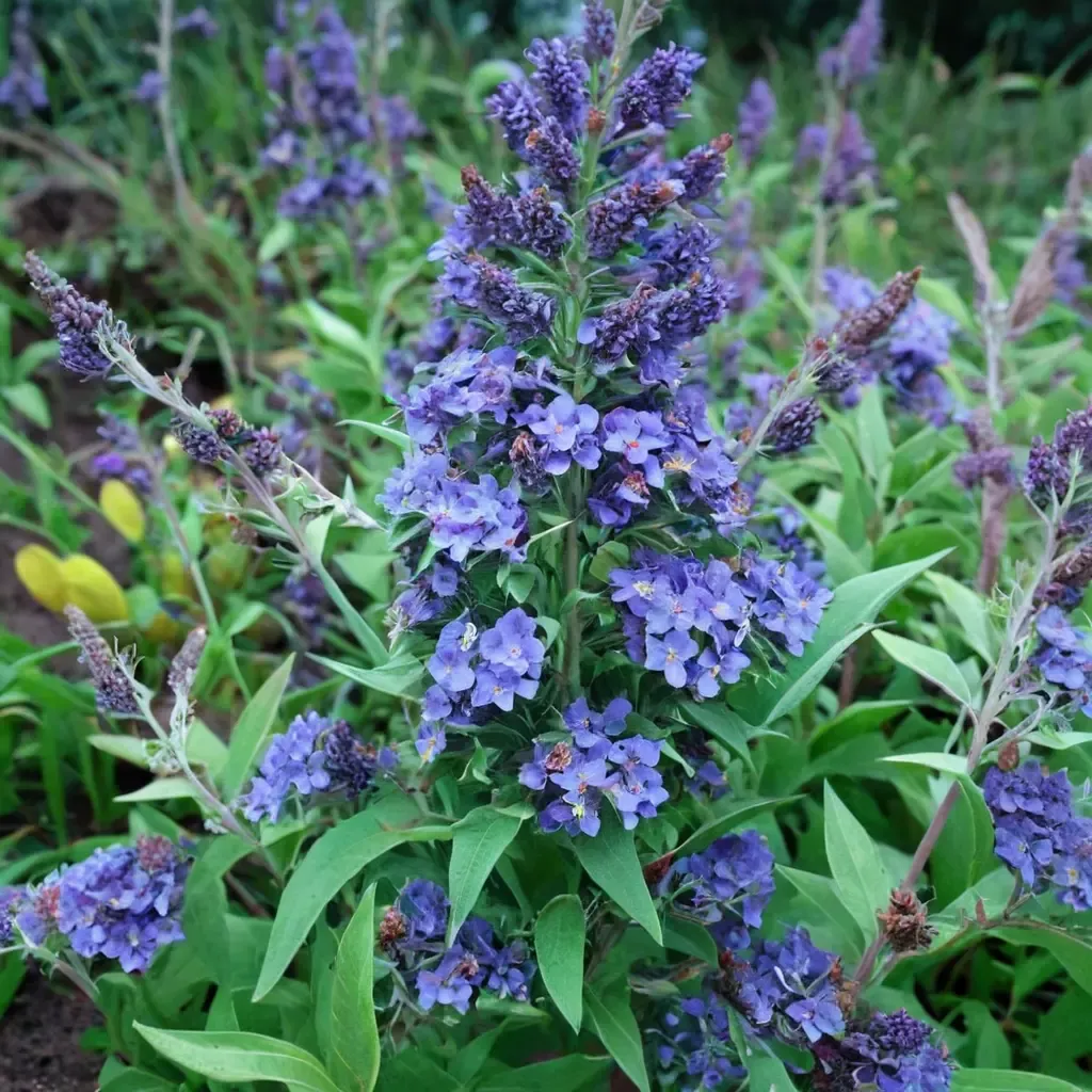 Ellen's Blue Butterfly Bush