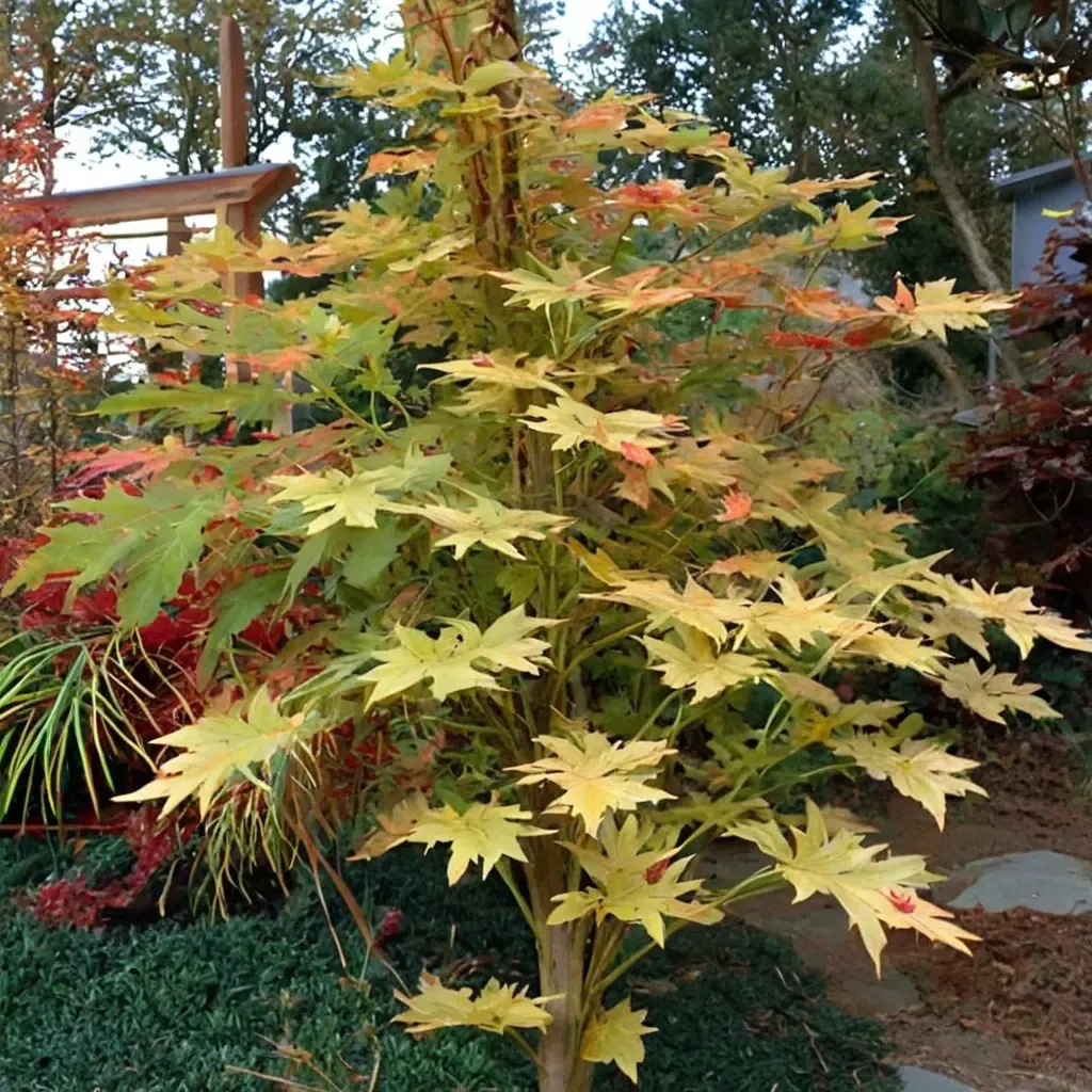 Beni-Kawa Japanese Maple