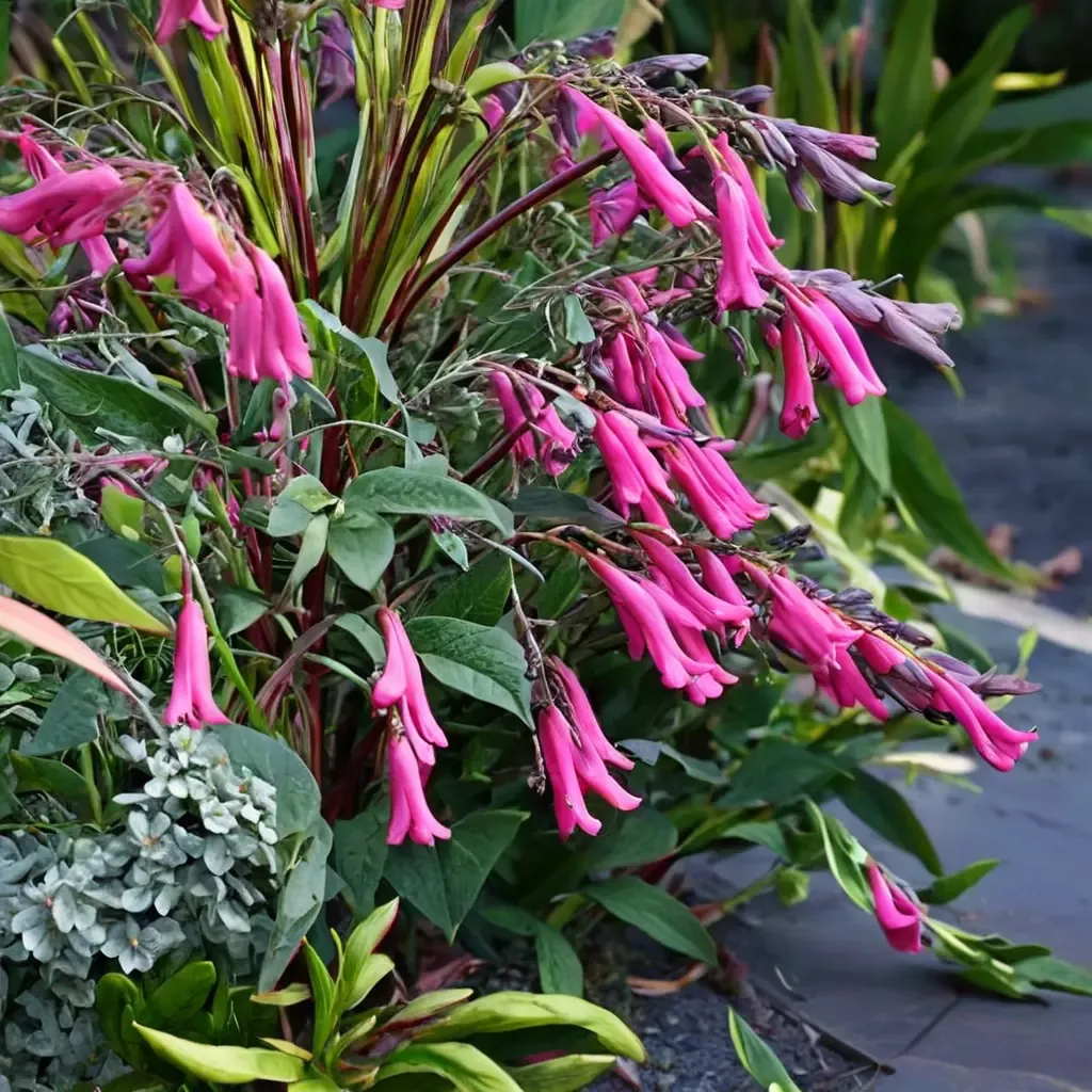 Magenta Cape Fuchsia