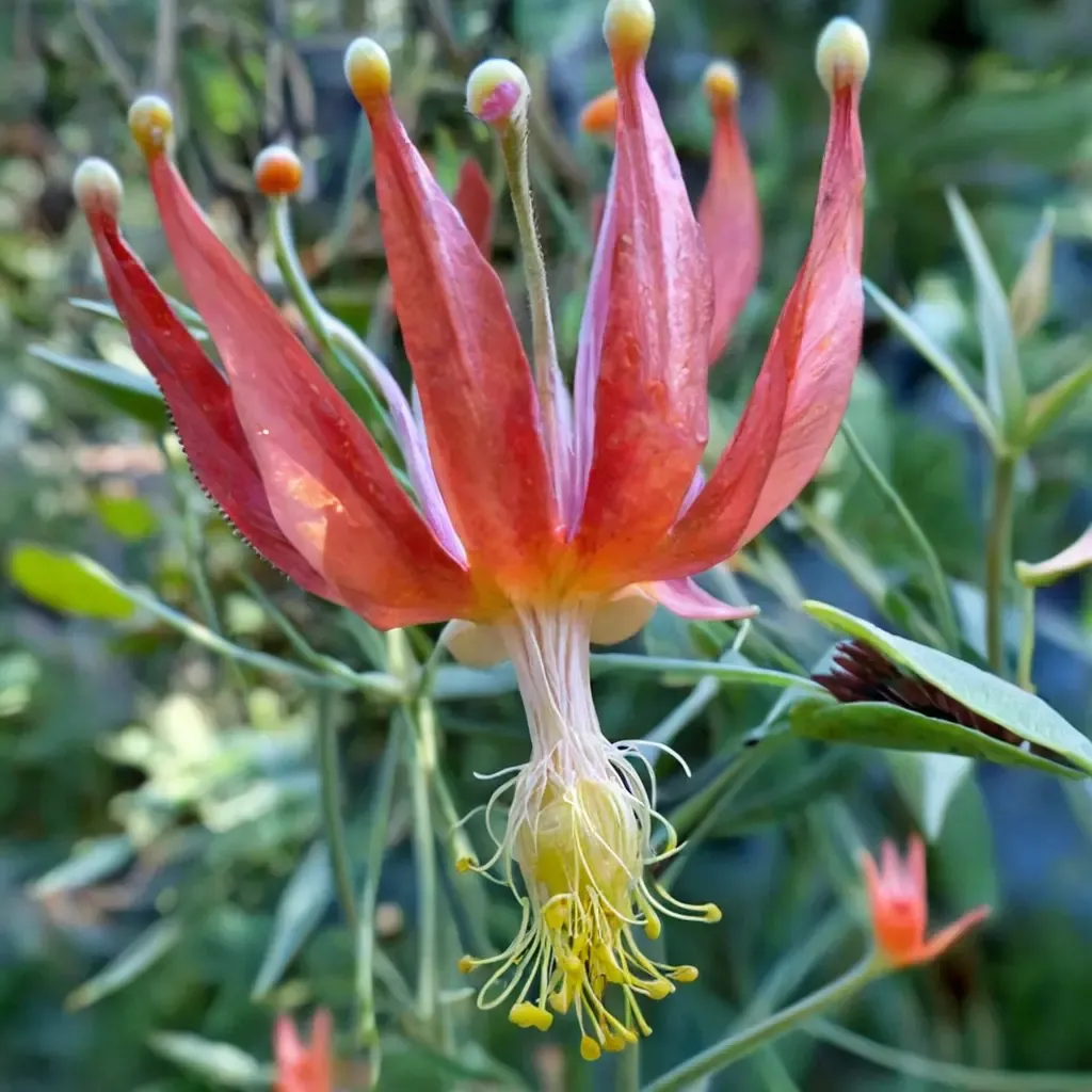 Columbine
