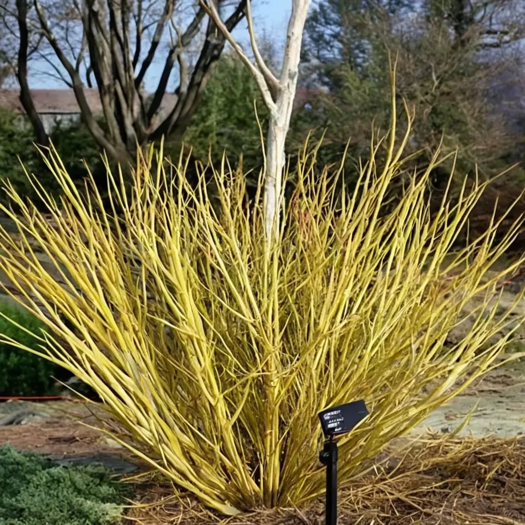 Budd's Yellow Twig Dogwood
