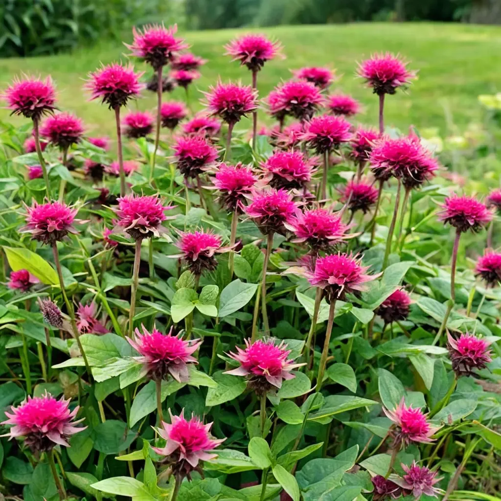 Raspberry Mint Bee Balm