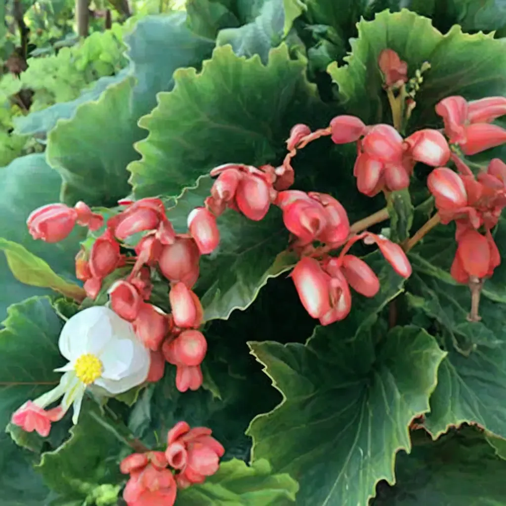 Jumbo Jet Begonia