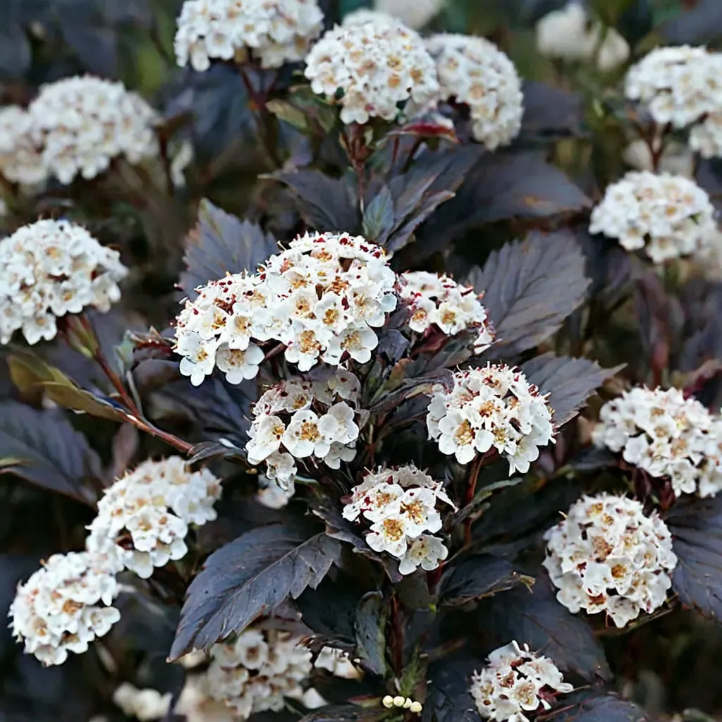 Dart's Gold Ninebark