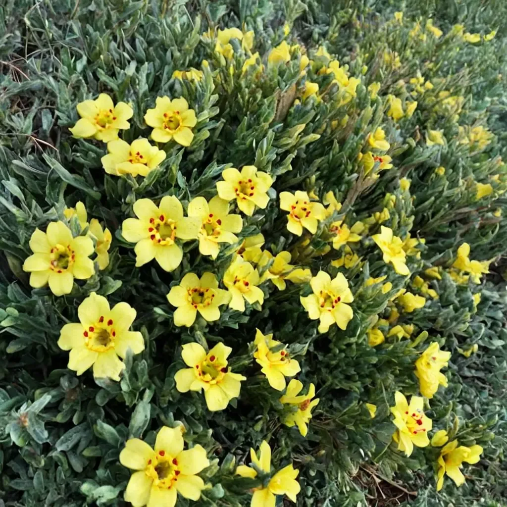 Sandling Rockrose