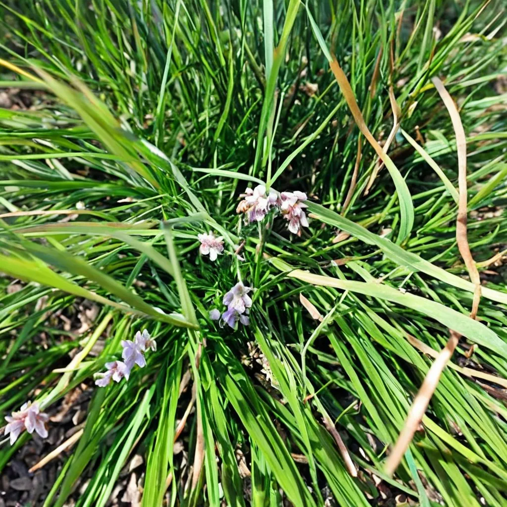 Tuff Tuft Lavender Ophiopogon