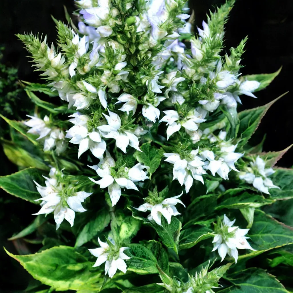 Blue Lobelia
