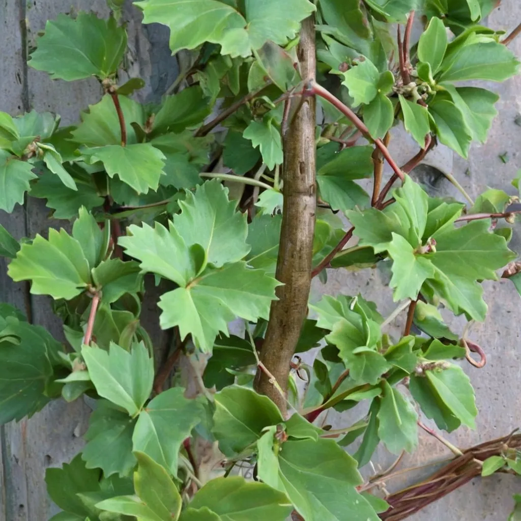 Three-leaved Grape Ivy