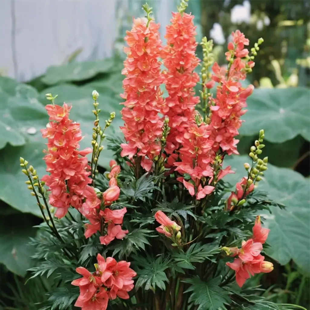 Red Lark Larkspur