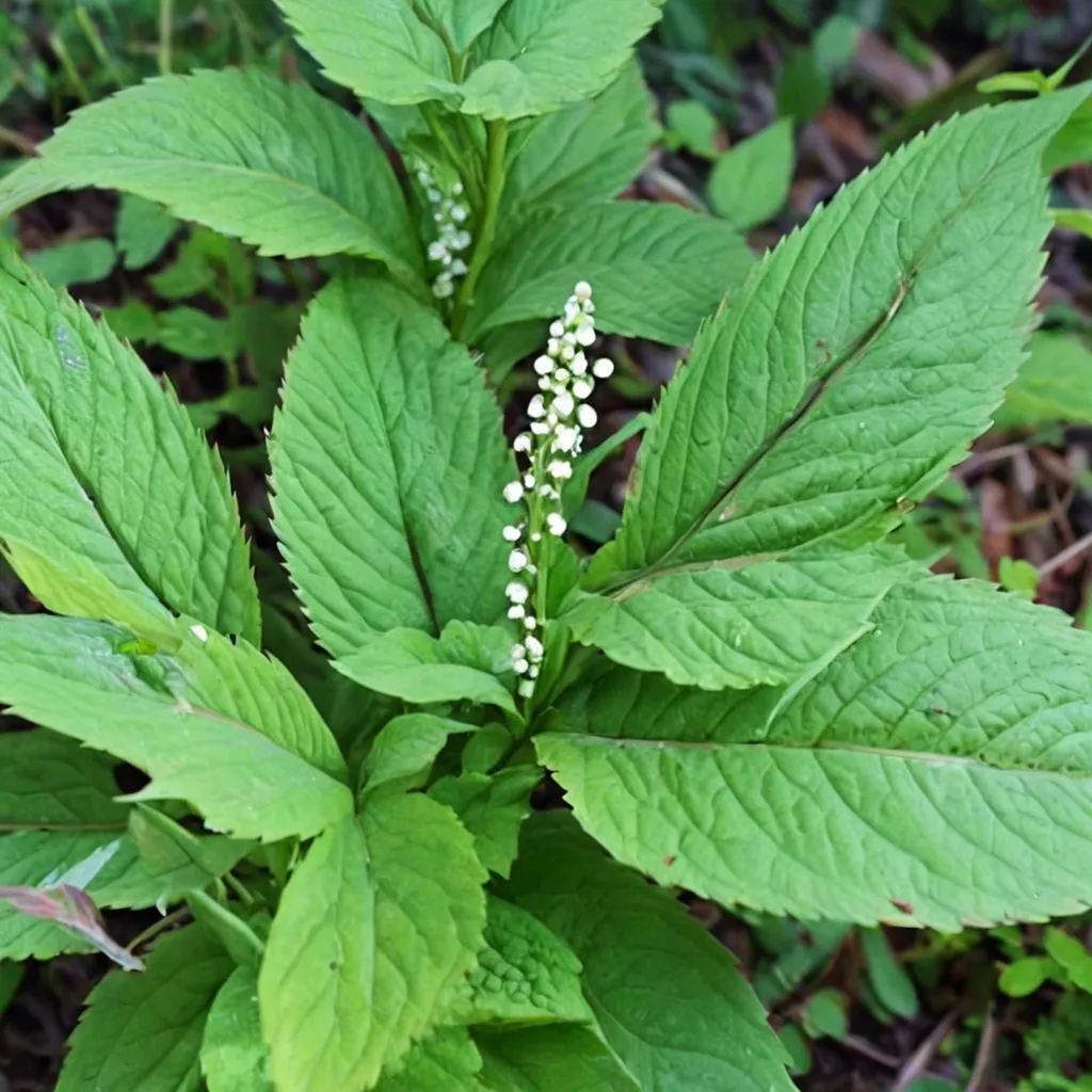 Serrate Chloranthus