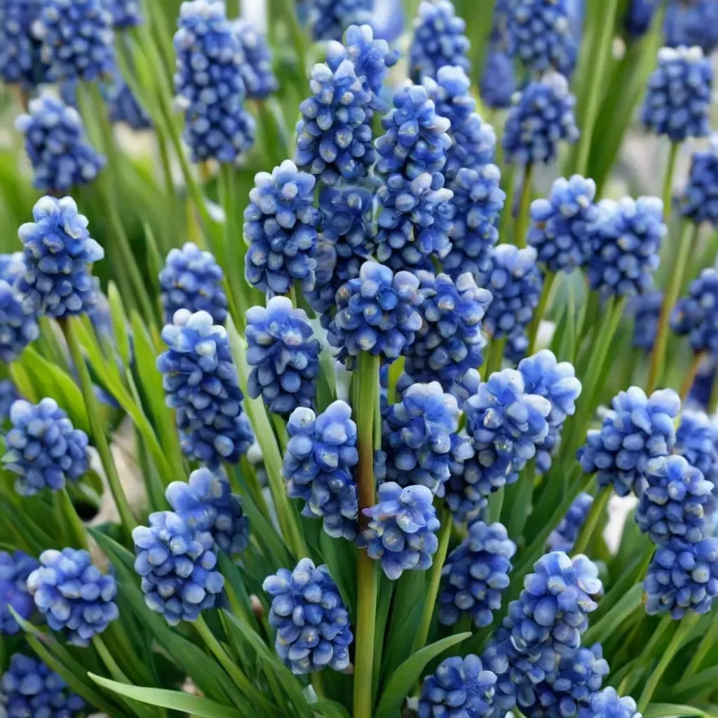 Blue Magic Grape Hyacinth