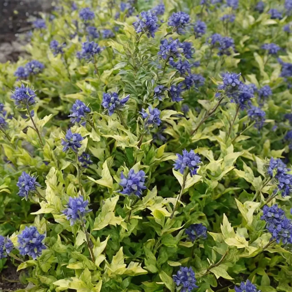 Gold Crest Bluebeard