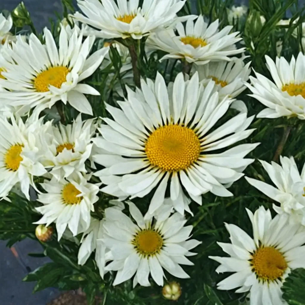 Real Neat Daisy