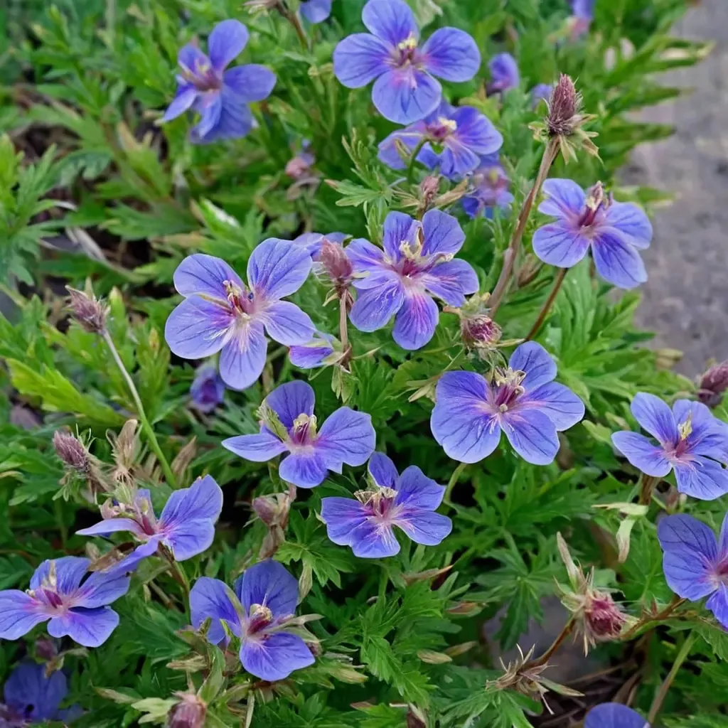 Himalayan Geranium