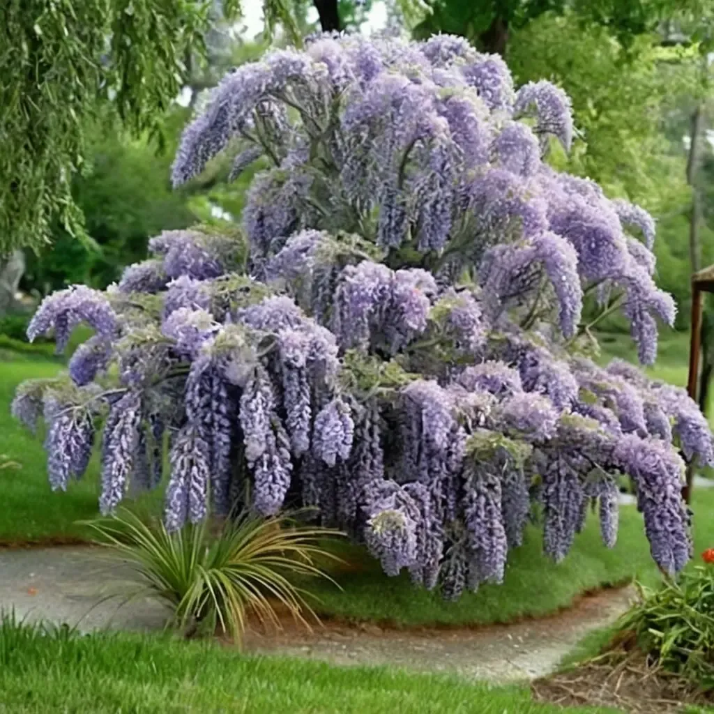Amethyst Falls Wisteria