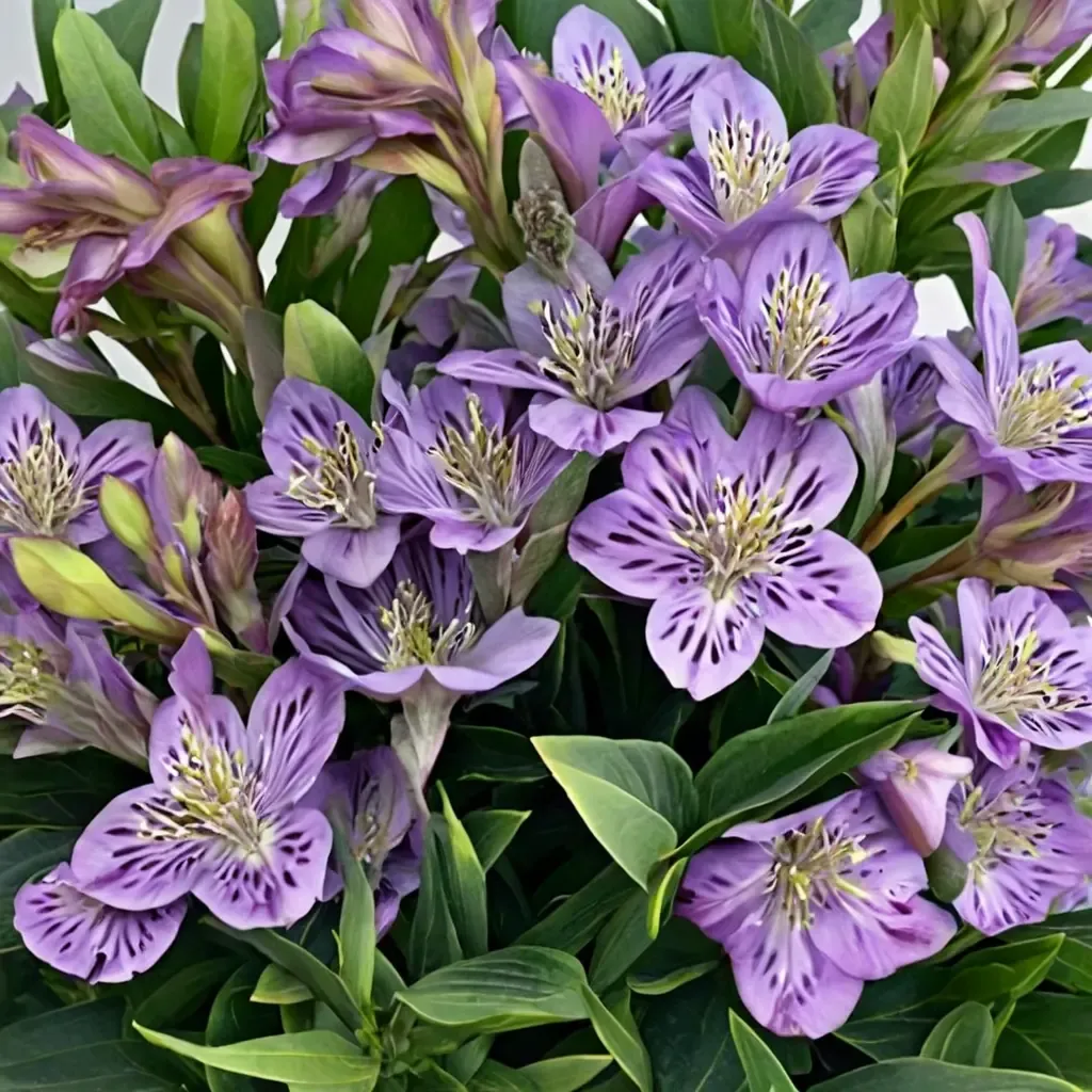 Inca Ocean Lily Peruvian Lily