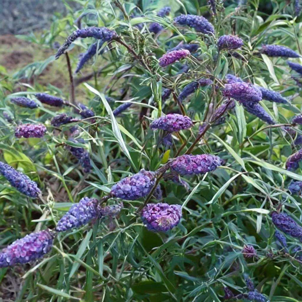-in- Butterfly Bush