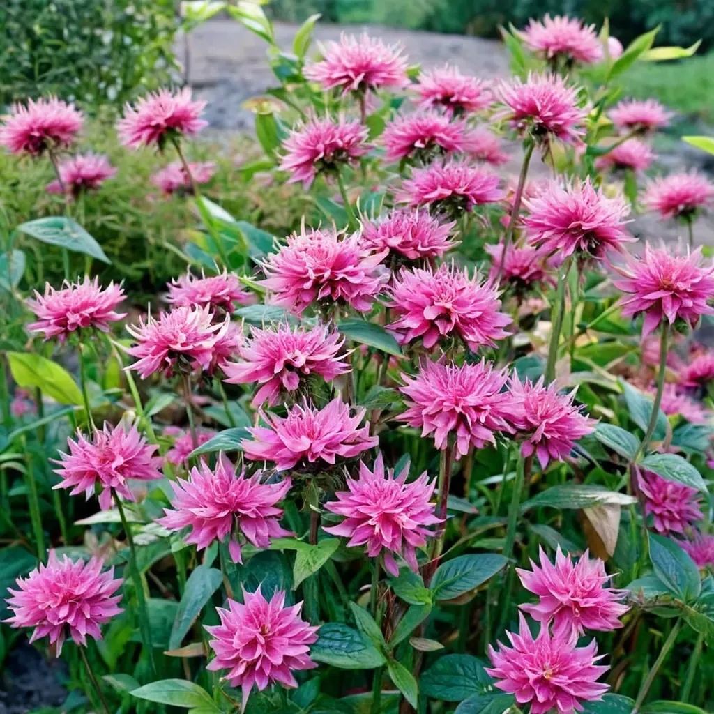 Marshall's Delight Bee Balm