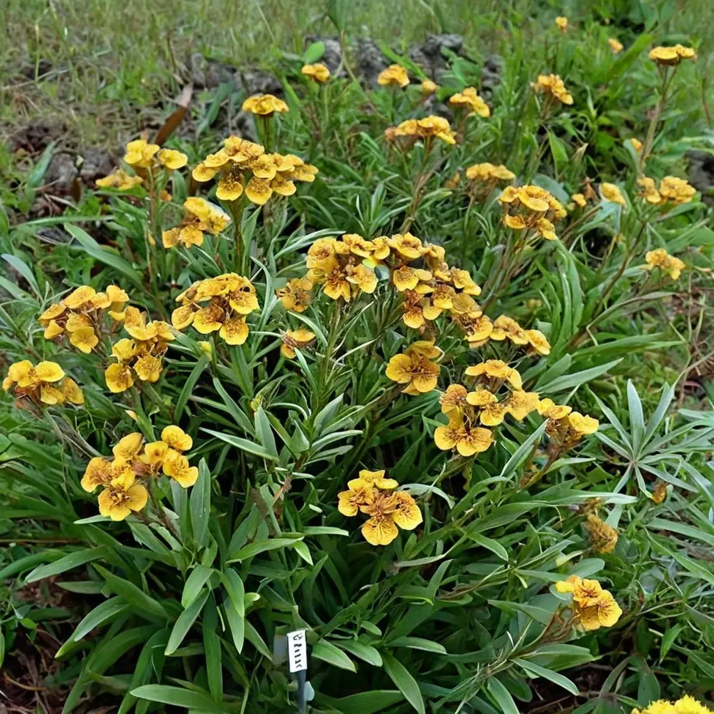 Mexican Marigold South American Marigold Sweet Marigold