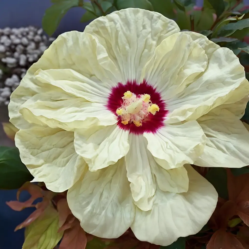 French Vanilla Rose Mallow